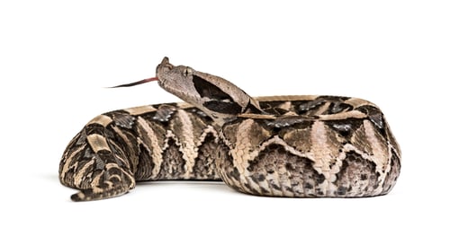 Preview: Bitis gabonica, Gaboon viper , Bitis gabonica, is a viper species, venomous against white background