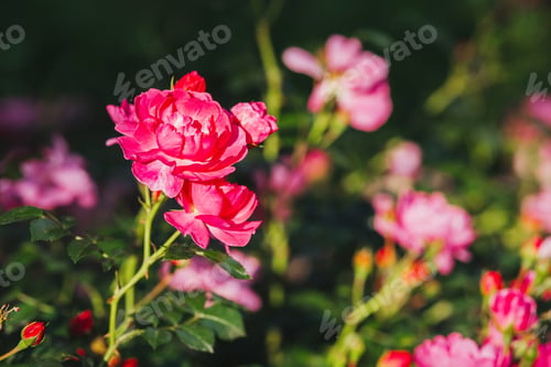 Preview: Vibrant pink roses blooming in a lush garden at sunset