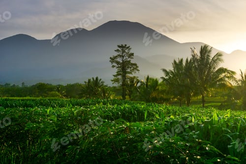 Preview: indonesia beauty landscape paddy fields in north bengkulu natural beautiful morning view from asia