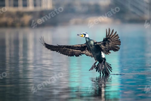 Preview: The great cormorant