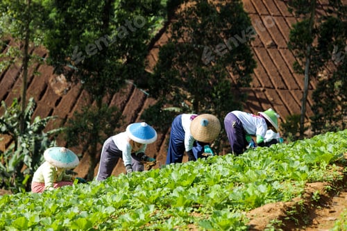 Preview: Farmers in Traditional Conical Hats Tend to Crops on a Terraced Field