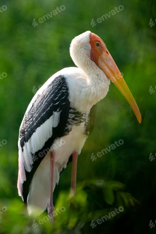 Preview: The painted stork (Mycteria leucocephala) is a large wader in the stork family.