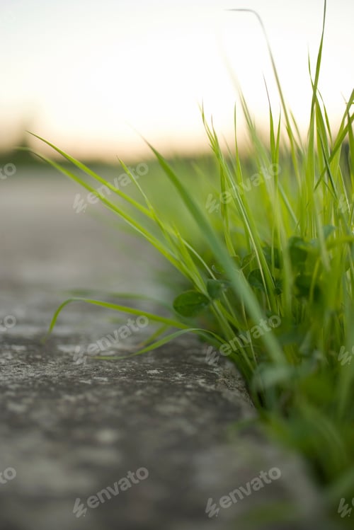 Preview: Blades of grass and concrete, close up