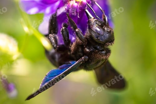 Preview: Violet Carpenter bee Xylocopa violacea pollinates a purple flower on a field.