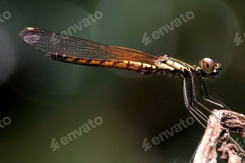 Preview: Damsemfly