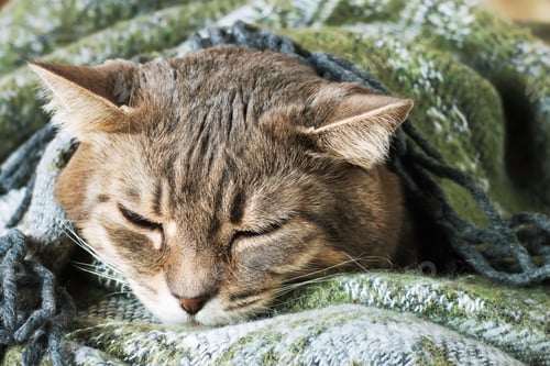 Preview: Portrait of domestic tabby cat sleeping in a blanket