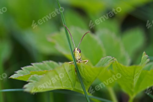 Preview: Grasshopper - hide and seek