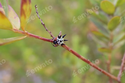 Preview: Christmas spider perched on a twig of a tree branch against a blurred background of nature