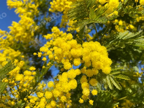 Preview: Mimosa flower background