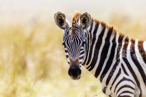 Preview: Closeup of Young African Zebra