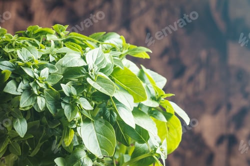 Preview: Fresh green basil plant