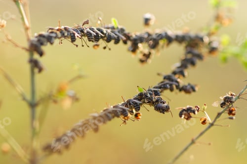 Preview: groups of insect