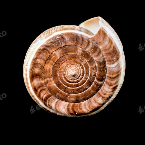 Preview: Conus Figulinus sea Shell on a black background