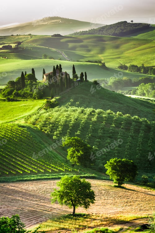 Preview: Farm of olive groves and vineyards