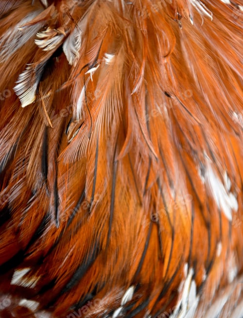 Pollo con plumas marrones