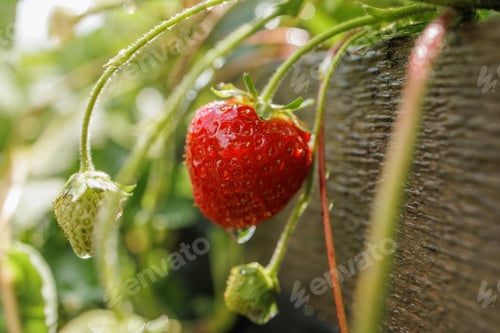 Preview: Ripe organic strawberry with water drops in macro, fresh berry growing on eco farm in summer garden