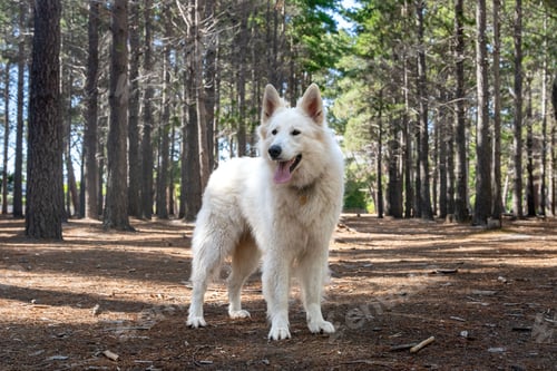 Preview: White Swiss shepherd dog standing in a serene forest setting