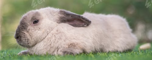 Preview: bunny Easter fluffy baby rabbit or new born rabbit.