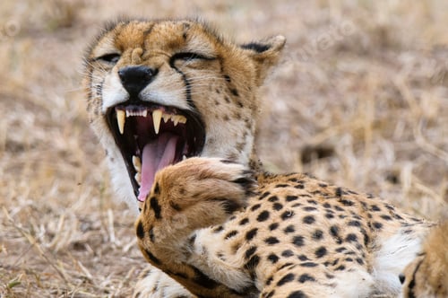Preview: Cheetah cub (Acinonyx jubatus), Masai Mara, Kenya