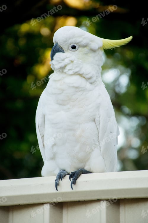 Preview: Cockatoo on a metal fence. Australian urban wildlife