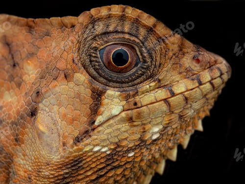 Preview: Closeup of a lizard staring on a black background