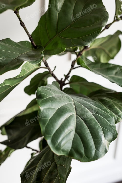 Preview: Fiddle leaf fig tree