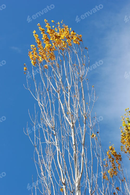 Preview: Poplar Trees in Fall