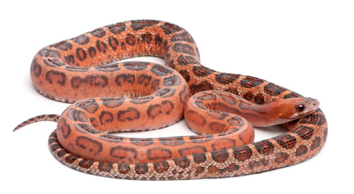 Preview: Scaleless Corn Snake, Pantherophis Guttatus, in front of white background