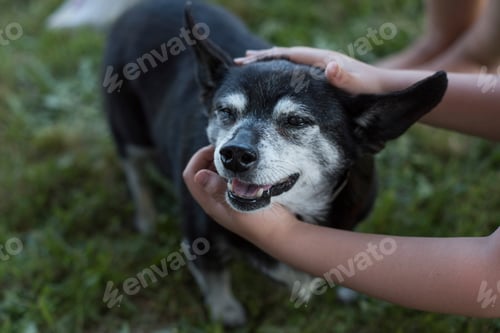 Preview: Children petting dog, elevated view