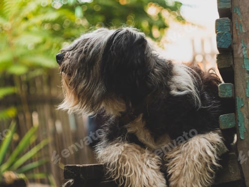 Visualização: Polish Lowland Sheepdog sitting on a wooden bench in the street. Portrait of a black white dog.