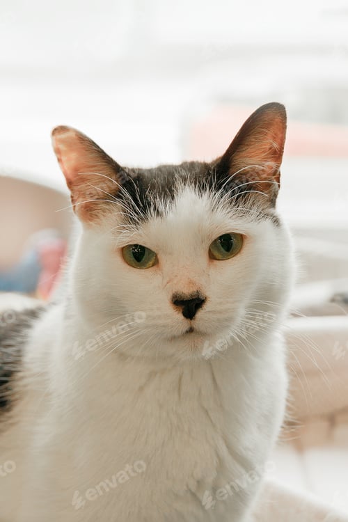 Preview: White and gray cat sits in house of cat shelter close up, copy space