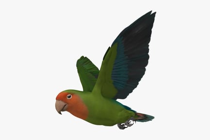 Preview: Peach-Faced Lovebird: Wild Green Agapornis Roseicollis in Flight