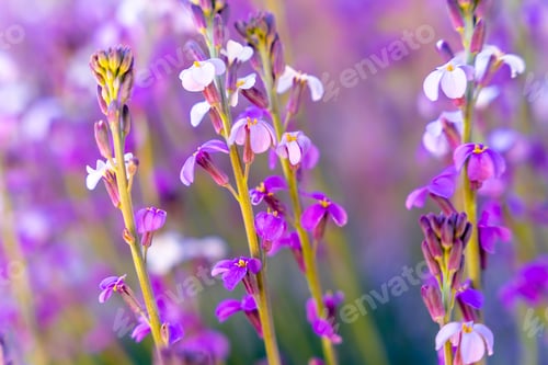 Preview: Mountain flowers at the top in the Roques de Gracia and the Roque Cinchado