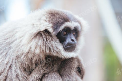 Preview: A Silvery Gibbon in Australia