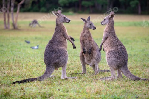Preview: Eastern Grey Cangaroo