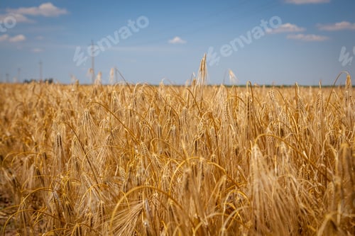 Preview: A field of ripening wheat. Yellow spikes. Parish. Grow bread on the farm In Ukraine. Blue sky