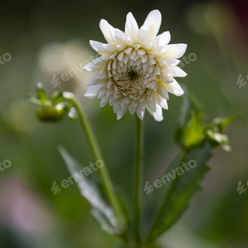 Preview: White dahlia flower close-up in a garden.
