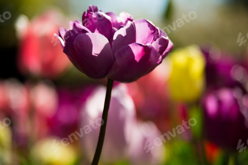 Preview: Purple tulip