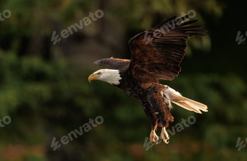 Preview: A Bald Eagle Fishing