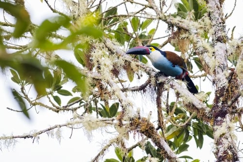 Preview: Black-billed Mountan Toucan (andigena nigrirostris). Colorful bird hidden in the branches of a tree