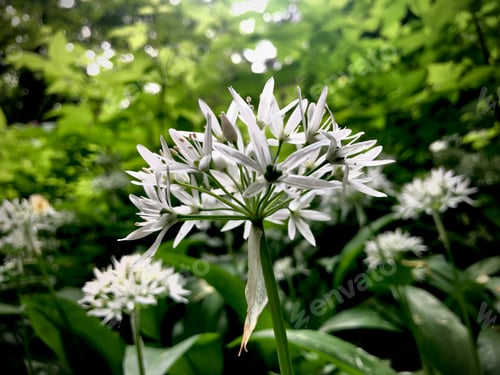 Preview: Delicate white flowers in the forest