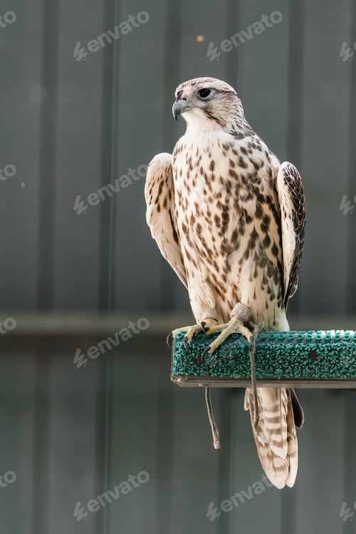 Preview: Beautiful falcon
