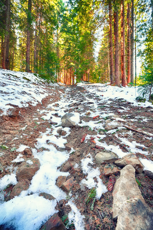 Preview: Spring mountain landscape with snow and fir forest