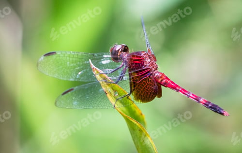 Preview: Dragonfly Resting on a Leaf in Costa Rica