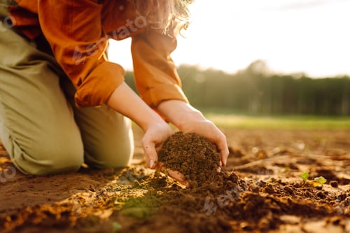 Preview: Women's hands sort through black soil in field. A woman farmer checks quality of the soil. Ecology.