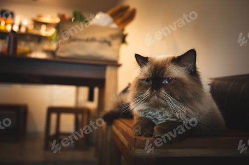 Preview: lovely cat sitting on the wooden table at home, kitten with brown fur, kitty looking at camera