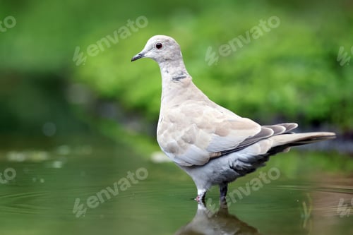 Preview: The Eurasian collared dove, Streptopelia decaocto