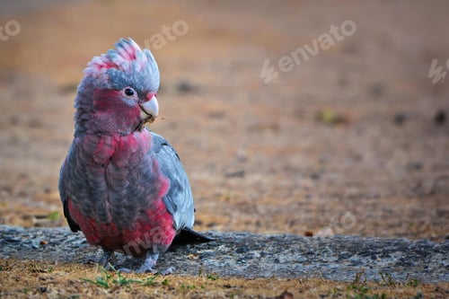 Preview: bird, cockatoo galah, parrot, pet
