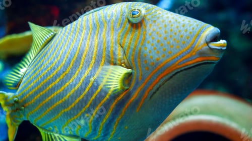 Preview: Closeup of beautiful yellow and blue striped tropical fish swimming in fish tank