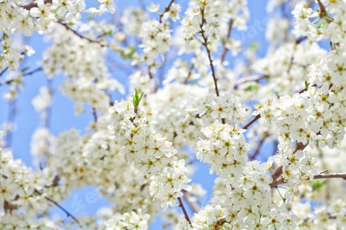 Preview: cherry blossom with white flowers